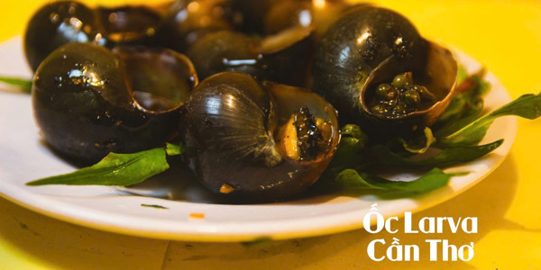 ỐC LARVA - Mậu Thân