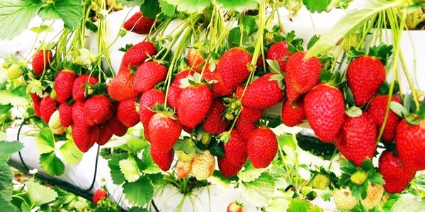 Sữa Chua Sốt Dâu & Trà Dâu - Thiên Phúc