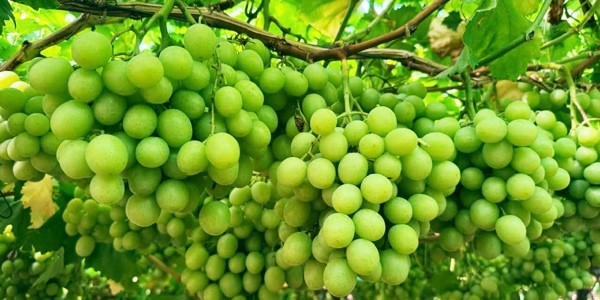 Phú Nam Food Fruits 18 - Thực Phẩm & Hoa Quả Nhập Khẩu - Phúc Diễn