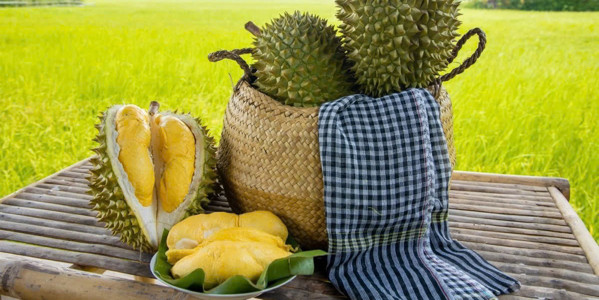 Sầu Riêng Biên Hoà - Sầu Riêng Thái & Ri6 Ngon