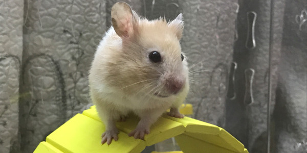 Hamster Abeken - Thức Ăn Thú Cưng