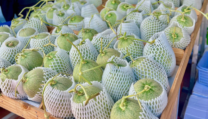 Nông Trại Sạch Cần Thơ - Dưa Lưới - Võ Văn Kiệt