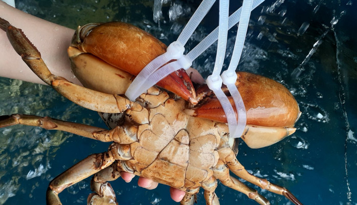 Hải Sản Tươi Sống Nhật Minh - Cua Cà Mau - Tân Kỳ Tân Quý