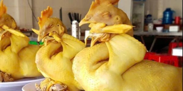 Gà Ta Tam Kỳ Gia Bảo