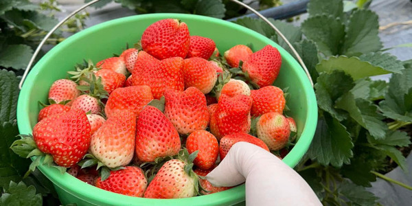 Gấu Mèo - Hoa Quả Bốn Mùa - Shop Online