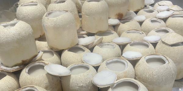 Cô Hằng - Rau Câu Dừa