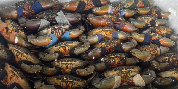 King Cua - 20F Ung Văn Khiêm