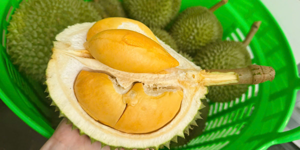 Sầu Riêng Út Huyền - Đồng Khởi