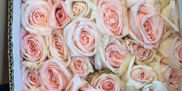 Hoa Tươi Nhựt Lài - Hoa Tươi - Trần Bình Trọng