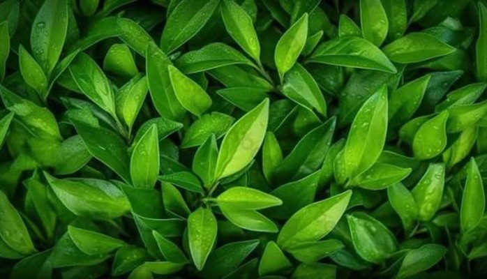 Tâm Trà Các - Trà Đạo và Caffe - Trương Văn Lĩnh