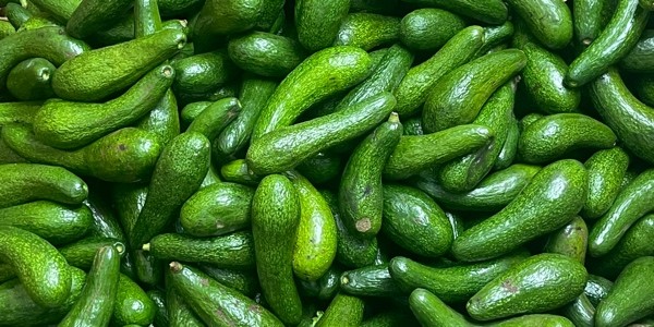 Bơ Già Dừa Non - Hải Vỉa - Trương Định