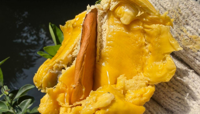 Sầu Riêng Nhà Bông - Sầu Riêng - Hoàng Lộc