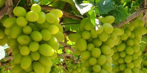 Hoa Quả Khay Gọt Sẵn & Trái Cây Tươi - Linh Fruit