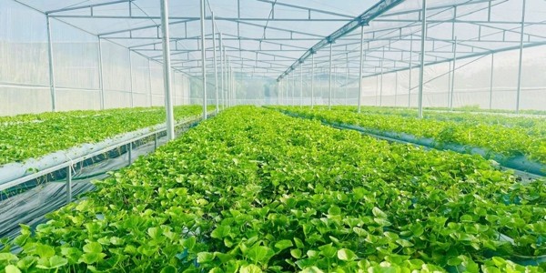 Tiệm Má Mộc - Rau Má Đậu Xanh Sen Sữa Dừa - Phố Cửu Việt
