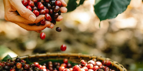 Nâu Coffee & Tea - Dương Quảng Hàm