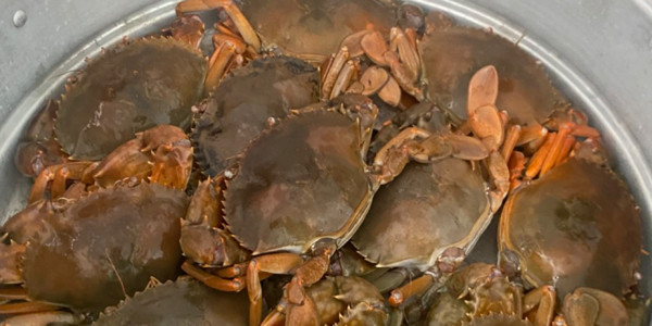 Cua Cà Mau Bảo Châu - NL 12