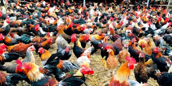 Đại Lý Gà Tươi Sống F15 - Trần Thái Tông