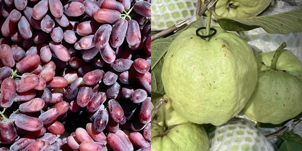 Lề Trái Cây - Trái Cây Tươi & Gọt Sẵn - Khu Vực Thạnh Huề