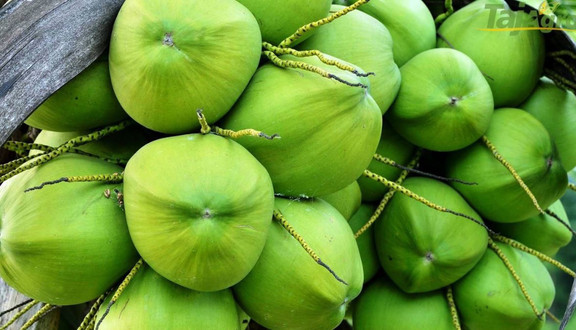 VỰA DỪA BẾN TRE - Nước Dừa & Dừa Tươi - Đường Số 59