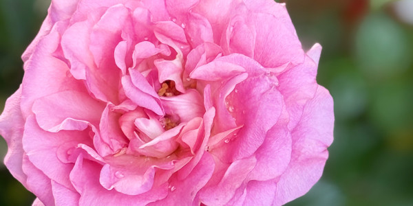 Greenhouse - Bắc Lân 2