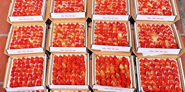 Dâu Tây Đà Lạt - 8 Ngô Quyền