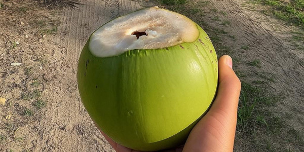 DỪA XIÊM NHA TRANG - Mai Xuân Thưởng