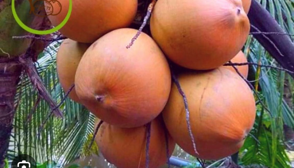 Nước Dừa - 387 Nguyễn Trãi