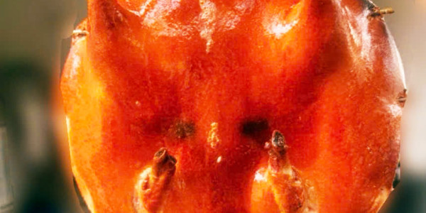 Bo Food - Gà Quay, Sườn Quay & Cơm Lam Bánh Bao Quận 10 - Nguyễn Chí Thanh