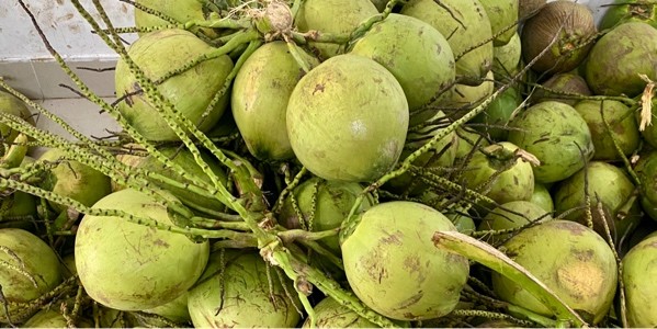 Tâm - Dừa Tươi Bến Tre - Bùi Điền