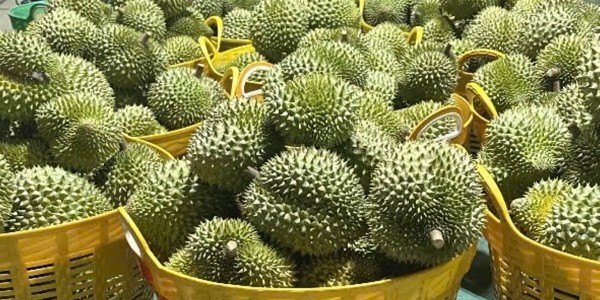 Sầu Riêng Chị Ba