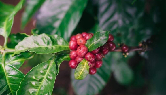 Cà Phê Kem Muối Ducep - Cà Phê - Ngọc Hồi