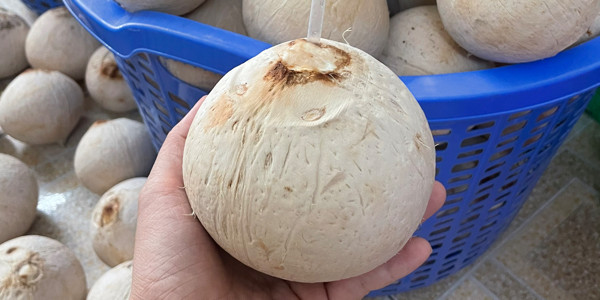 Phương Dừa Xiêm Trọc