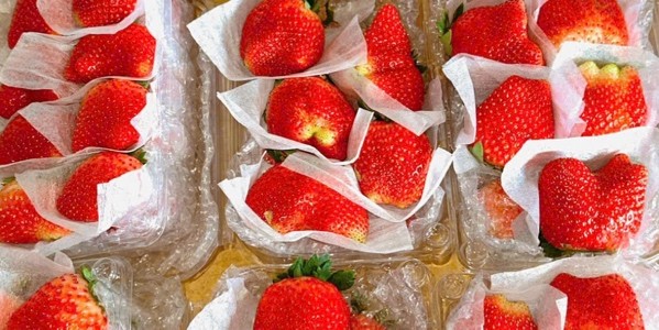 Thảo Nhi Fruits