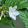Tuyết Phương