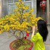 bé lài