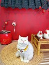 Trí Nguyễn Dương