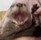 Otter Loutre
