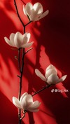 Vu Nhi