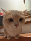 Beta