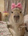 Capybara