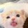 Mèo